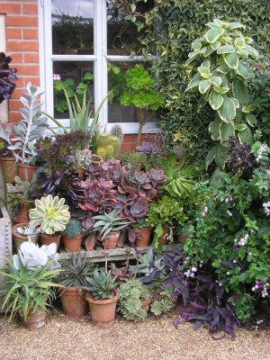 A lovely collection of succulents