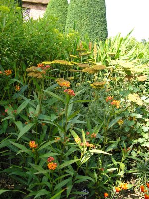 Asclepias curassavica (foreground left)
