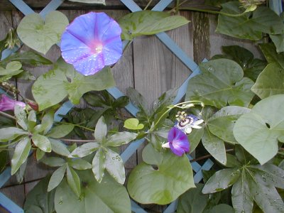 Ipomoea indica, I. 'Grandpa Otts and Passion flower