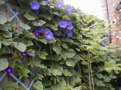The perennial morning glory was only about 3 inches tall when I bought it in April. In no time, it was at the top of the 8' fence, and 15' along it.