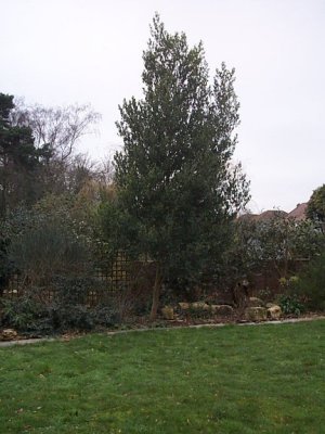 acacia melanoxylon. winter 2006. Its grown enormously in 3 years but no flowers yet.