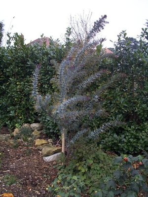 acacia baileyana purpurea has done well but it does suffer from being blown over a lot