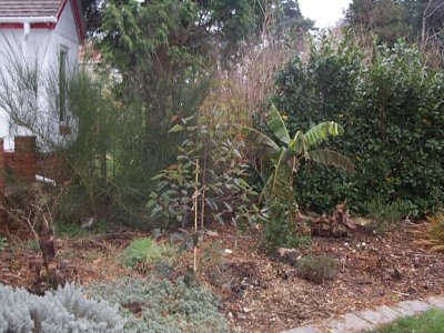 winter 2006. My big experiment - eucalyptus ficifolia. Has anyone else tried this magnificent tree? So far its survived the cold
