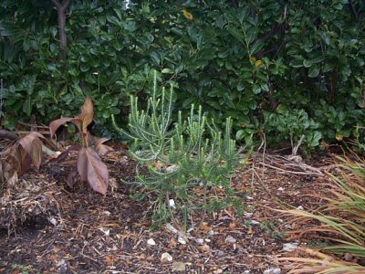 winter 2006. banksia ericifolia is growing its first flower spike