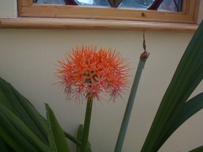 scadoxus flowering in the conservatory late 2006