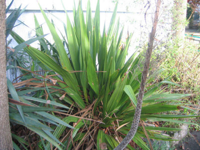 outdoor---Doryanthes palmeri.jpg