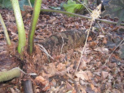 outdoor---Gunnera prostrate stem.jpg