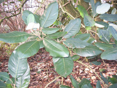 outdoor---Magnolia delavayi foliage.jpg