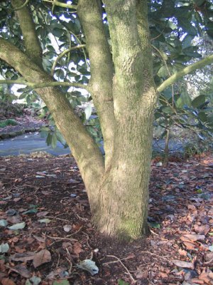 outdoor---Magnolia delavayi trunk.jpg