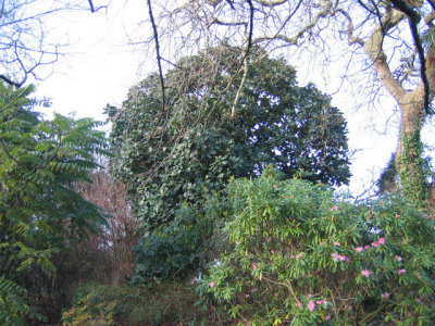 outdoor---Magnolia delavayi.jpg