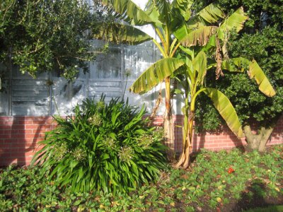 outdoor---Musa and Agapanthus.jpg
