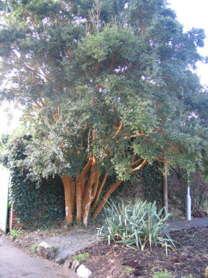 outdoor---Myrtus sp.jpg