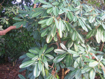 outdoor---rhododendron foliage.jpg