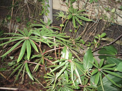 temperate---Begonia luxurians.jpg