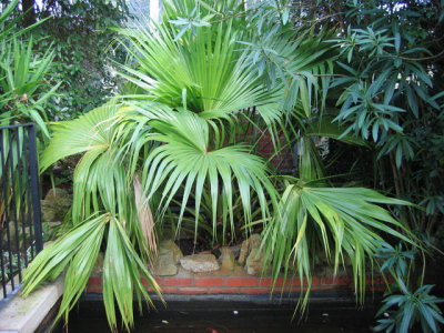 temperate---palm.jpg