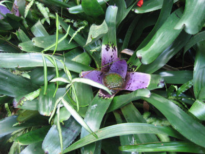 tropics---bromeliad sp.jpg
