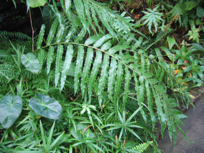 tropics---fern fronds.jpg