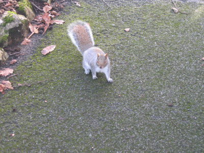 wildlife---Tame squirrel 1.jpg