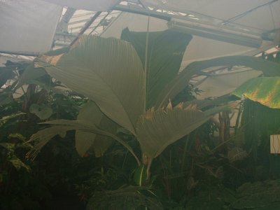 Marquesas Palm - Pelagdoxa henryana.jpg