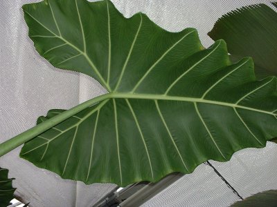 Some kind of Alocasia.jpg