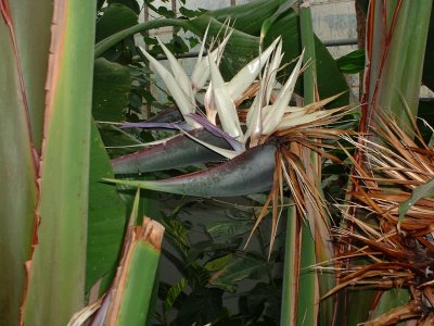 Strelitzia nicolai flowers.jpg