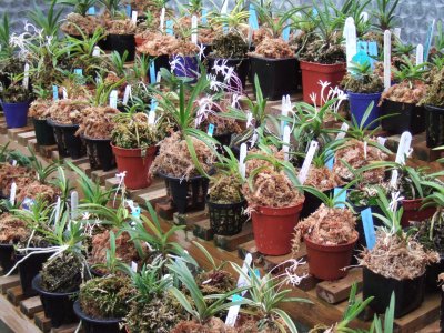 Part of the Neofinetia falcata collection