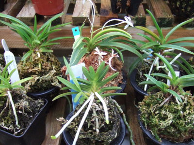 Kitensho, Kisuzume (both yllow flowered on left) and others