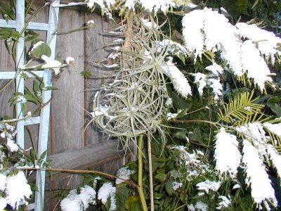 Tillandsia aeranthos