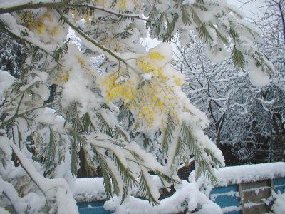 Acacia in February