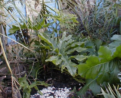 Still in leaf in January 07, after several nights around -2C.