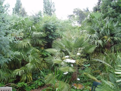 White clematis & palms spring 2006