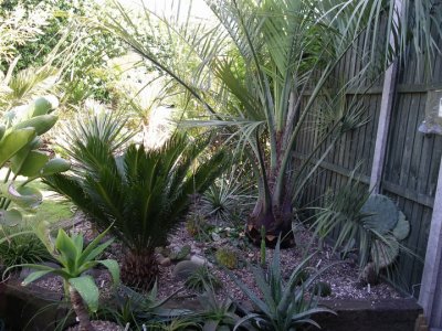 Cycas revoluta/ Butia capitata ( May 07)