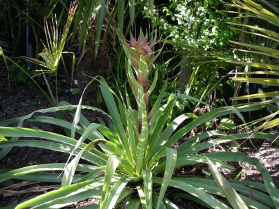 Beshorneria yuccoides (May 07)