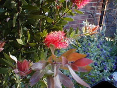 Callistemon citrinus 'Splendens'