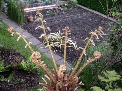 Cyathea australis and veg patch ( May 07)