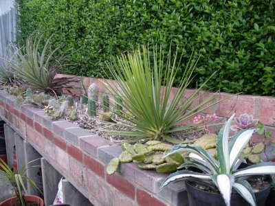 New succulent bed (May 07)