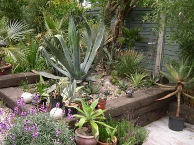 The Agave bed gallery