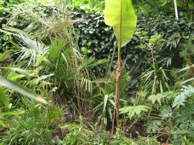 Tropical Border Gallery