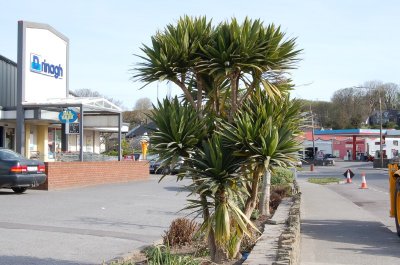 Cordyline obtecta Green Goddess, Skibbereen, Ireland