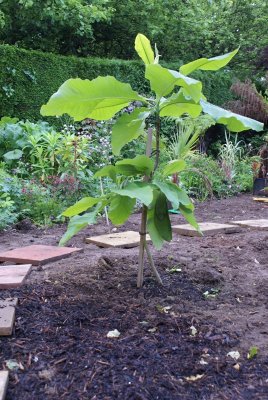 Magnolia Tripetala