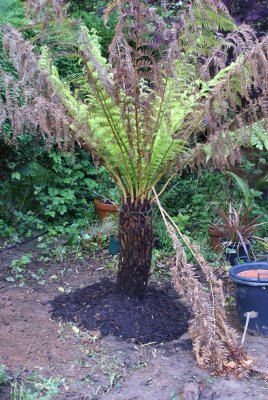 Dicksonia Antarctica