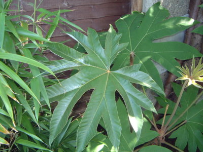Tetrapanax papyrifer leaf markings - May 07