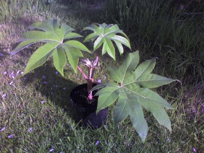 My Tetrapanax papyrifer Pup donated by Phil Young -  May 06