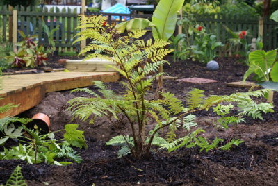 Cyathea Cooperi