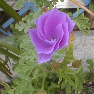 Alyogyne huegelii 'Santa Cruz' beginning to open