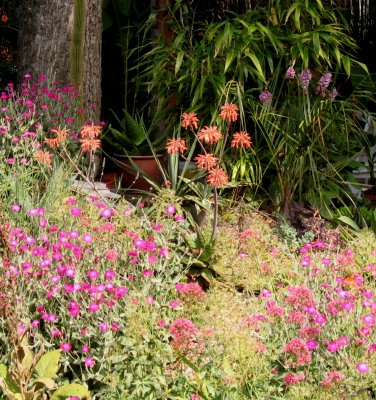 Aloe saponaria in flower