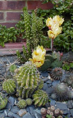 Opuntia macrocentra