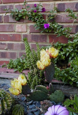 Opuntia and first bougainvillea flowers