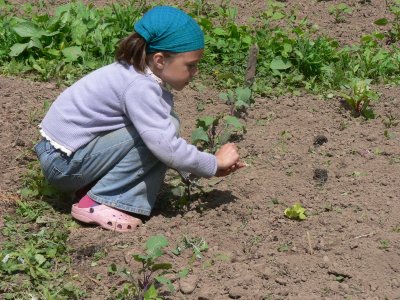 Emma transplanting seedlings
