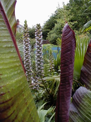 Ensete and Acanthus